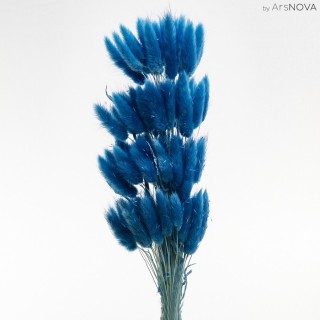 LAGURUS BLUE H. 50/70 cm ˜ 100 STEMS