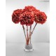 HYDRANGEA PREMIUM d.20/25 cm - h 50 cm CORAL