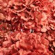 HYDRANGEA PREMIUM d.20/25 cm - h 50 cm CORAL