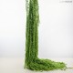 AMARANTHUS PREMIUM GREEN 110 - 120 cm ˜ 300 gr 5 steli