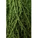 AMARANTHUS PREMIUM GREEN 110 - 120 cm ˜ 300 gr 5 steli