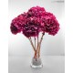 HYDRANGEA PREMIUM d.18/22 cm - h 60/70 cm FUCSIA