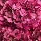 HYDRANGEA PREMIUM d.18/22 cm - h 60/70 cm FUCSIA