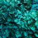 HYDRANGEA PREMIUM d.20/25 cm - h 50 cm TEAL