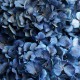 HYDRANGEA PREMIUM d.20/25 cm - h 50 cm BLUE