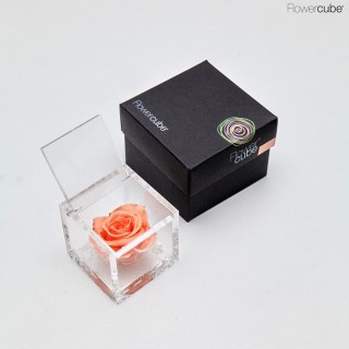 FLOWERCUBE SPECIAL ED. ROSA 6X6 + PACKAGING - PESCA/PEACH