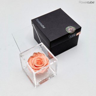 FLOWERCUBE SPECIAL ED. ROSA 8X8 + PACKAGING - PESCA/PEACH