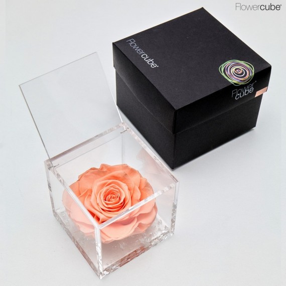 FLOWERCUBE SPECIAL ED. ROSA 10X10 + PACKAGING - PESCA/PEACH