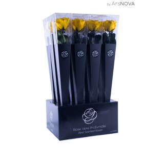 CONE BOX d.6 h.50 - SCENTED ROSE WITH STEM - YELLOW