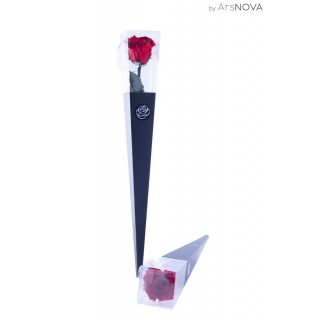 CONE BOX d.6 h.50 - SCENTED ROSE WITH STEM - RED