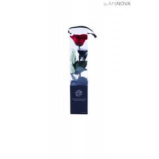 TRANSPARENT BOX d.6 h.30 - SCENTED ROSE WITH STEM - RED