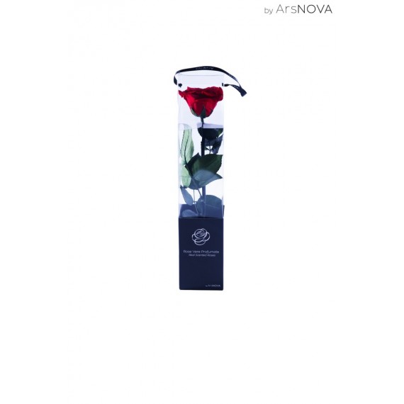 TRANSPARENT BOX d.6 h.30 - SCENTED ROSE WITH STEM - RED