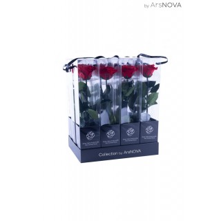 TRANSPARENT BOX d.6 h.30 - SCENTED ROSE WITH STEM - RED