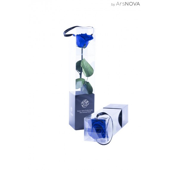 TRANSPARENT BOX d.6 h.30 - SCENTED ROSE WITH STEM - BLU