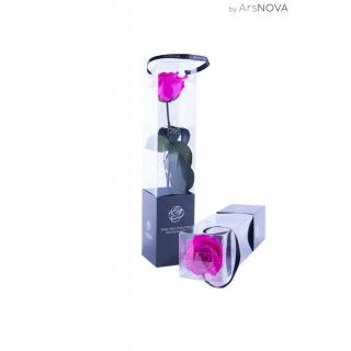 TRANSPARENT BOX d.6 h.30 - SCENTED ROSE WITH STEM - FUCSIA