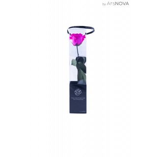 TRANSPARENT BOX d.6 h.35 - SCENTED ROSE WITH STEM - FUCSIA