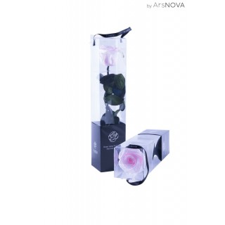 TRANSPARENT BOX d.6 h.30 - SCENTED ROSE WITH STEM - PINK