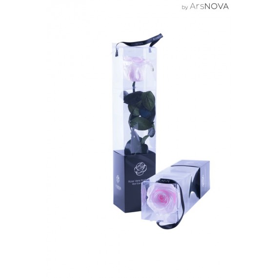 TRANSPARENT BOX d.6 h.30 - SCENTED ROSE WITH STEM - PINK