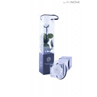 TRANSPARENT BOX d.6 h.30 - SCENTED ROSE WITH STEM - WHITE