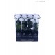 TRANSPARENT BOX d.6 h.30 - SCENTED ROSE WITH STEM - WHITE
