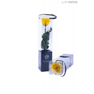 TRANSPARENT BOX d.6 h.30 - SCENTED ROSE WITH STEM - YELLOW