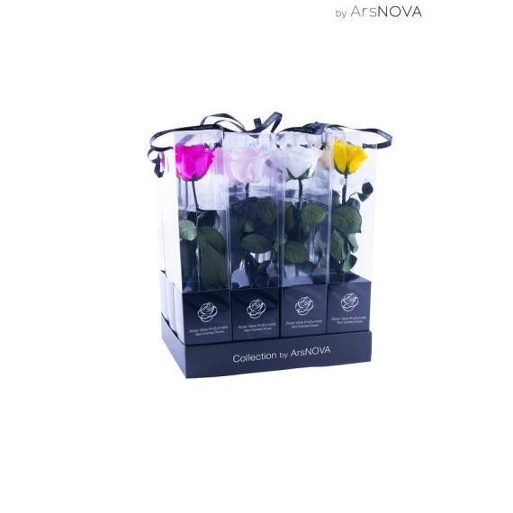 TRANSPARENT BOX d.6 h.30 - SCENTED ROSE WITH STEM - MIX 12 PZ WHITE-YELLOW-PINK-FUCSIA
