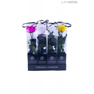 TRANSPARENT BOX d.6 h.35 - SCENTED ROSE WITH STEM - MIX 12 PZ WHITE-YELLOW-PINK-FUCSIA