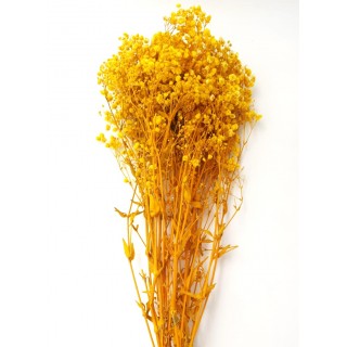 GYPSOPHILA PREMIUM YELLOW H.70 CM 120 gr.