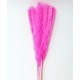 SMALL PAMPAS FUCSIA H. 50/70 CM 15 STEMS