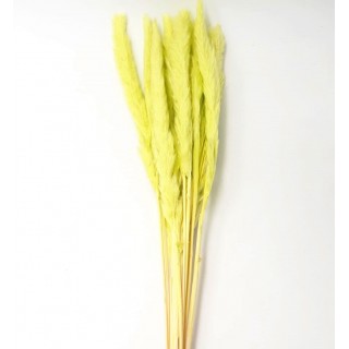 SMALL PAMPAS LIGHT GREEN H. 50/70 CM 15 STEMS