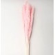 SMALL PAMPAS PINK H. 50/70 CM 15 STEMS