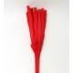 SMALL PAMPAS RED h 50/70 CM 15 STEMS