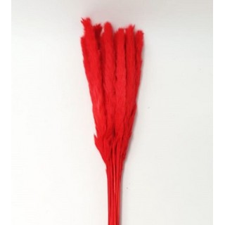 SMALL PAMPAS RED h 50/70 CM 15 STEMS