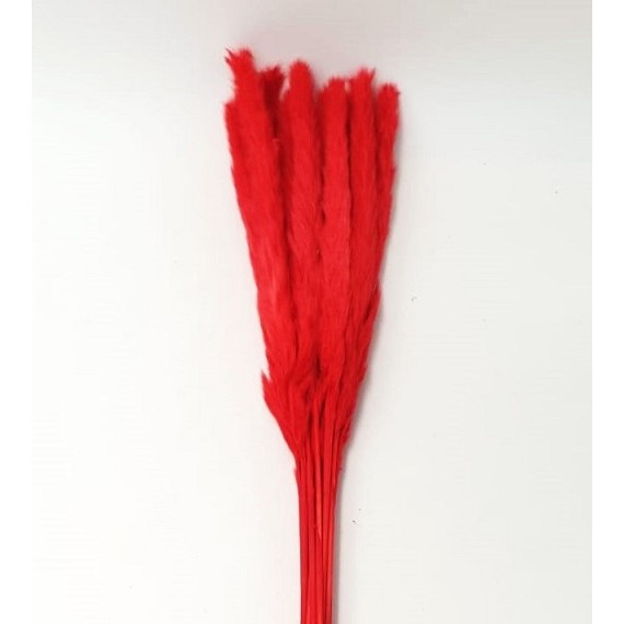 SMALL PAMPAS RED h 50/70 CM 15 STEMS