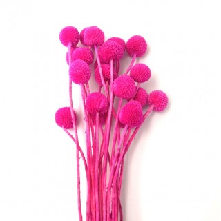 CRASPEDIA FUCSIA H. 50 CM - 20 STEMS