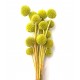 CRASPEDIA GREEN H. 50 CM - 20 STEMS