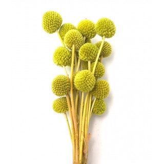 CRASPEDIA GREEN H. 50 CM - 20 STEMS