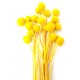 CRASPEDIA YELLOW H. 50 CM - 20 STEMS