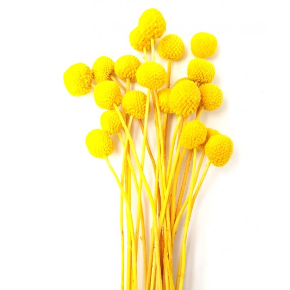 CRASPEDIA YELLOW H. 50 CM - 20 STEMS