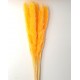 SMALL PAMPAS ORANGE H. 50/70 CM 15 STEMS