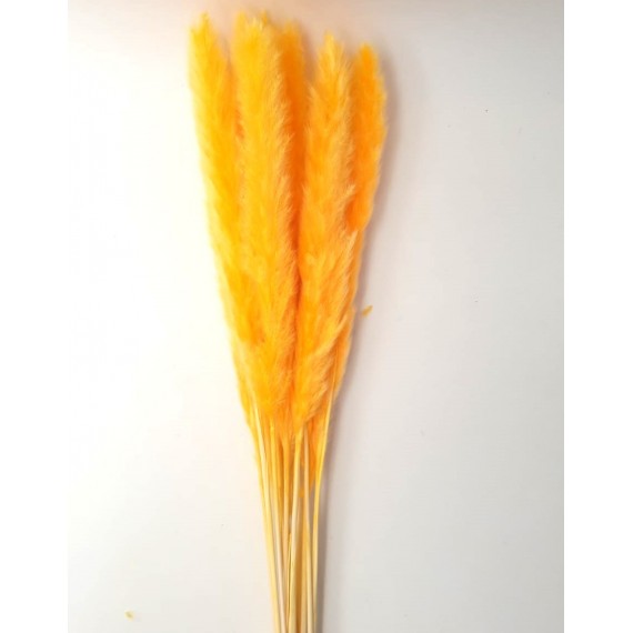 SMALL PAMPAS ORANGE H. 50/70 CM 15 STEMS