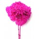 HYDRANGEA MINI d.18/22 cm - h 50/60 cm FUCSIA