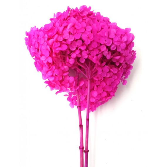 HYDRANGEA MINI d.18/22 cm - h 50/60 cm FUCSIA