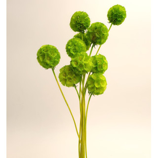 SCABIOSA STELLARIA LIGHT GREEN 10 STEMS