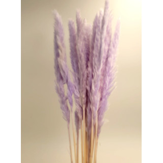 SMALL PAMPAS LILAC H. 50/70 CM 15 STEMS