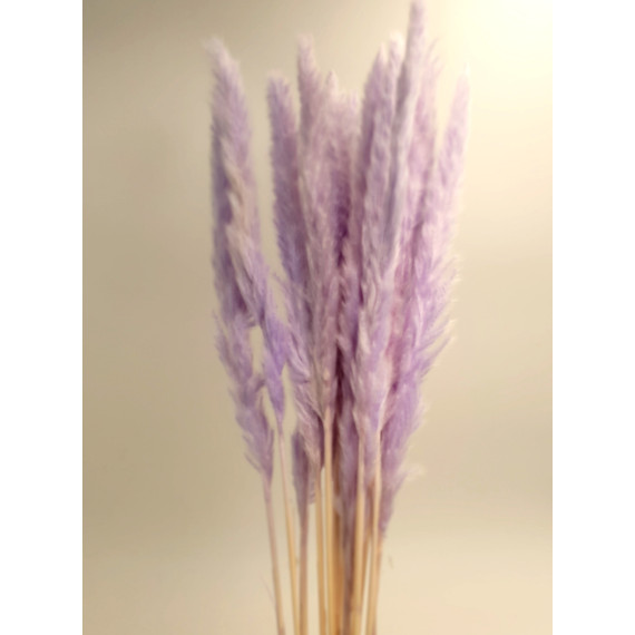 SMALL PAMPAS LILAC H. 50/70 CM 15 STEMS