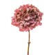 HYDRANGEA PREMIUM BICOLOUR ANTIQUE PINK