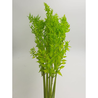 RUSCUS ACULEATUS LIGHT GREEN H. 70/80 CM 10 STEMS