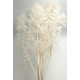 RUSCUS ACULEATUS WHITE H. 70/80 CM 10 STEMS