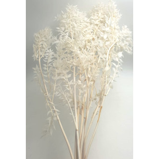 RUSCUS ACULEATUS WHITE H. 70/80 CM 10 STEMS